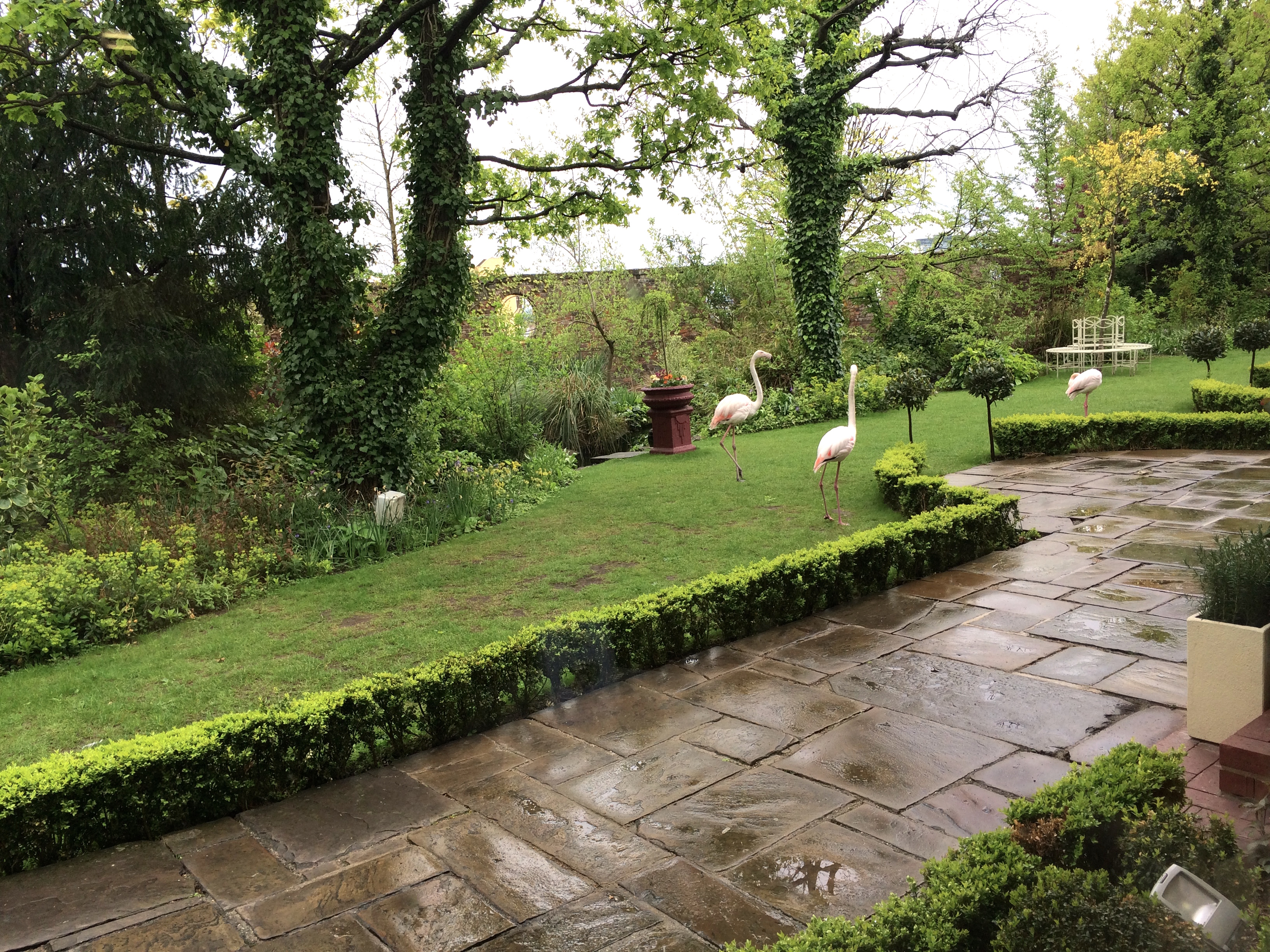 Flamingos at Kensington Roof Gardens