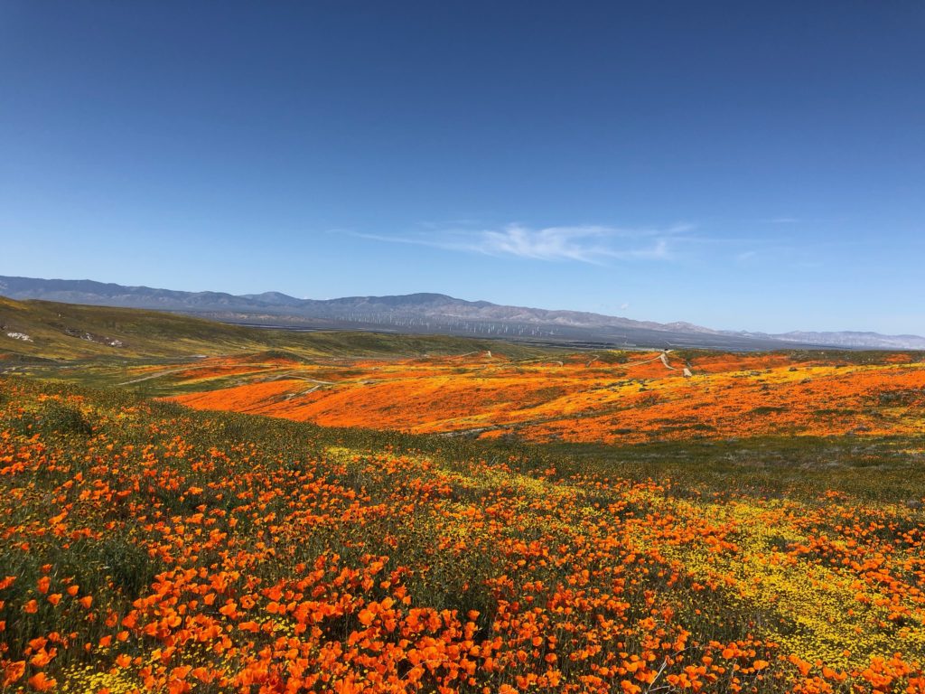 Super Bloom LA 2019