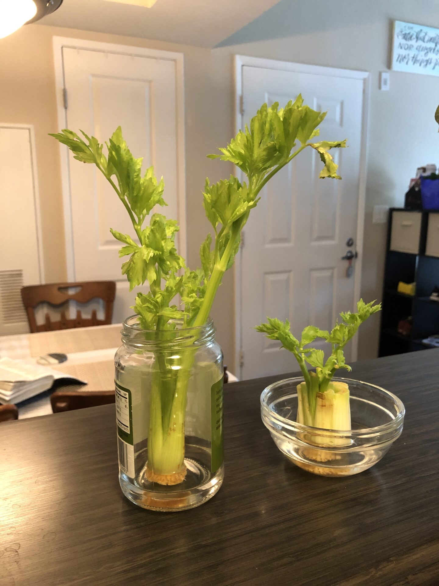 Growing Celery Take 2 Fail Bobbieness