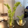 Growing Celery Take 2: Fail