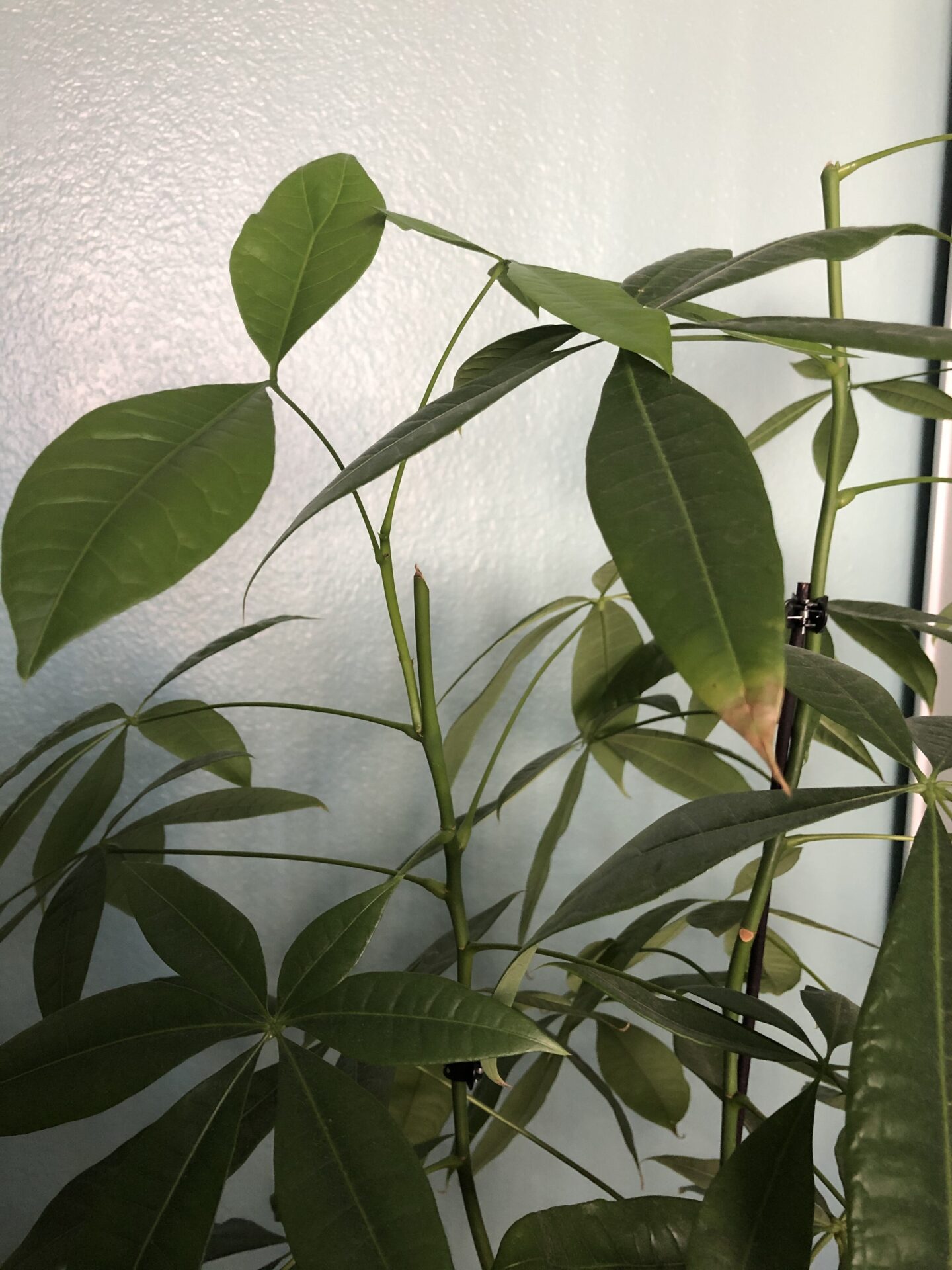 Horticulture: Propagating My Money Tree - Bobbieness