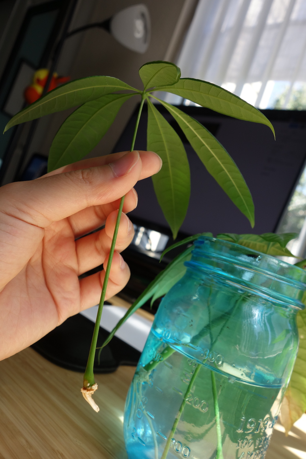 Horticulture Propagating My Money Tree Bobbieness